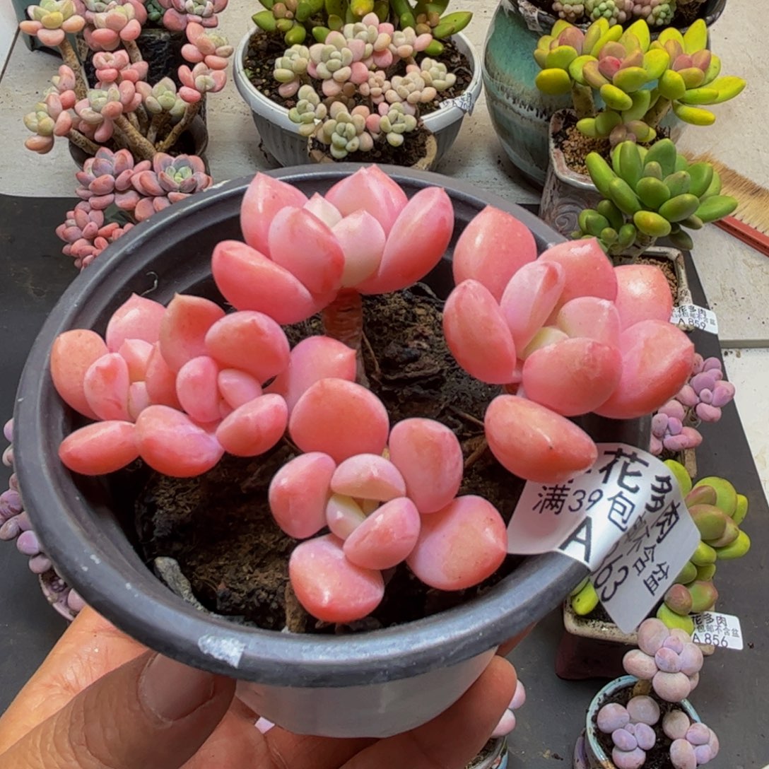 863粉桃花8cm多肉