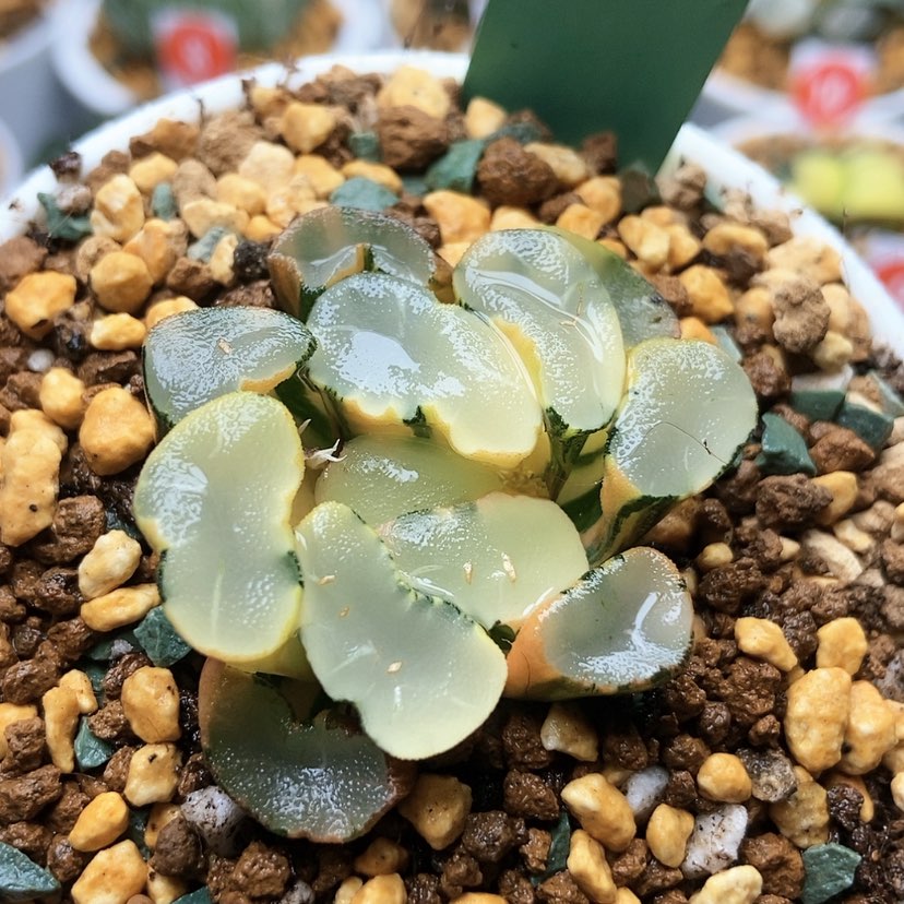 【闪购商品】咱透镜锦193