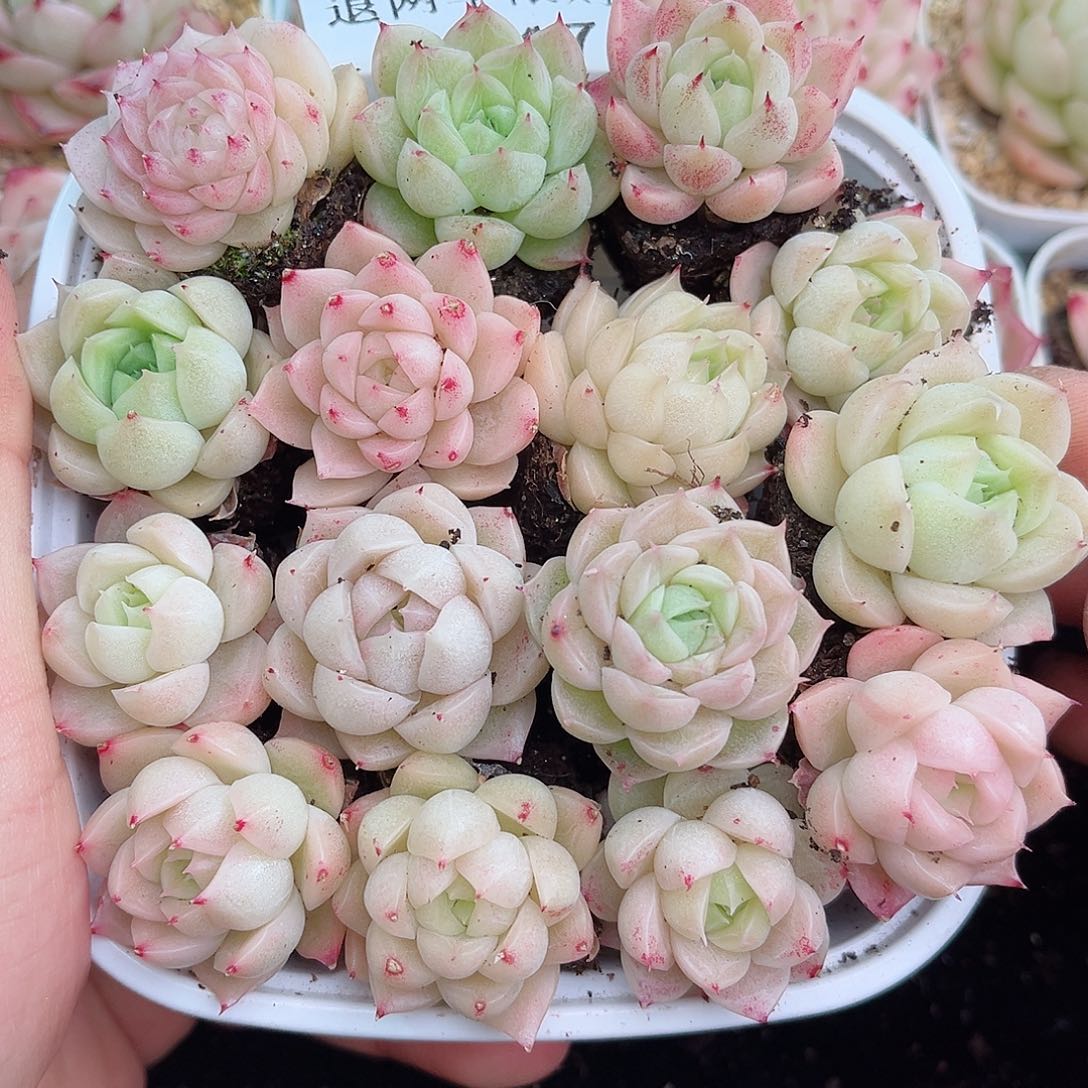 1-547 新疆西藏内蒙不发12.8包邮2-3公分多肉