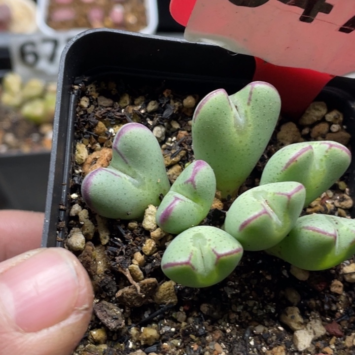 完全开放647少将带盆l