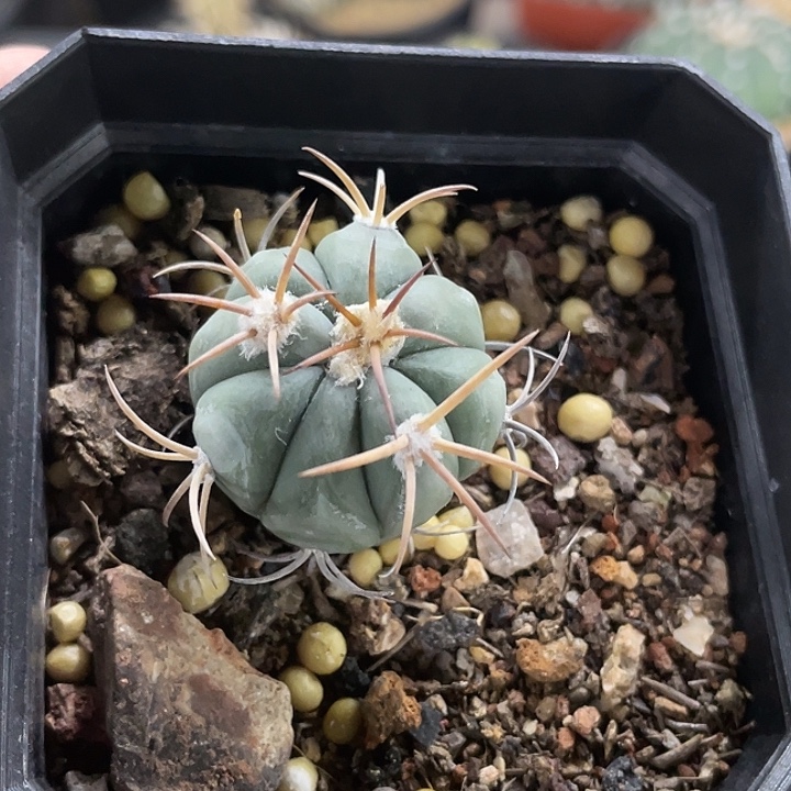 福***姊平丸实生仙人球  