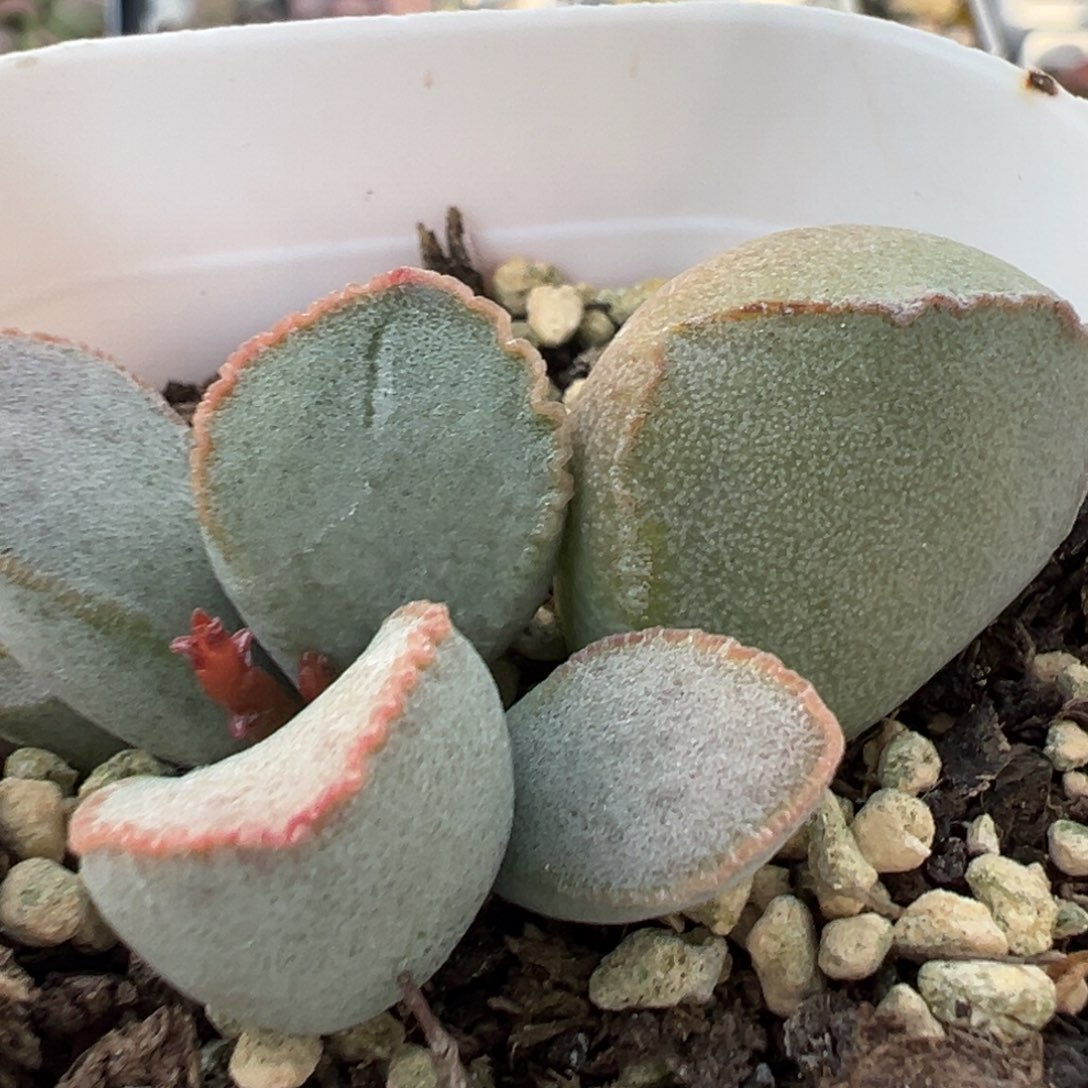 玄女磨砂蛋系多肉植物水泡