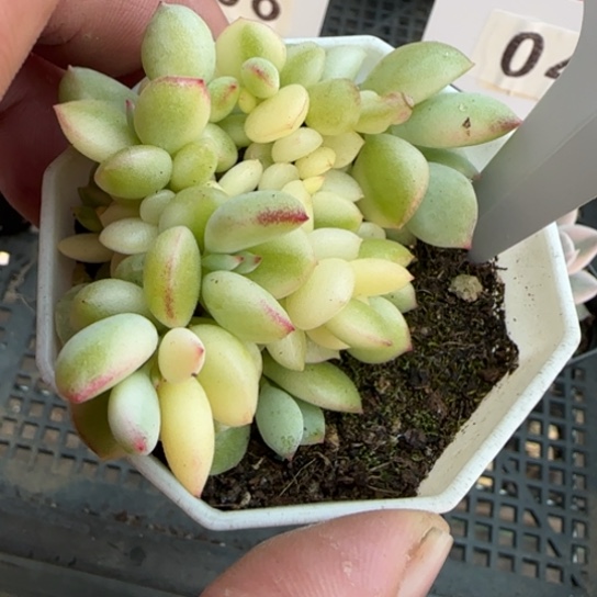 165达摩福娘锦一物一拍多肉