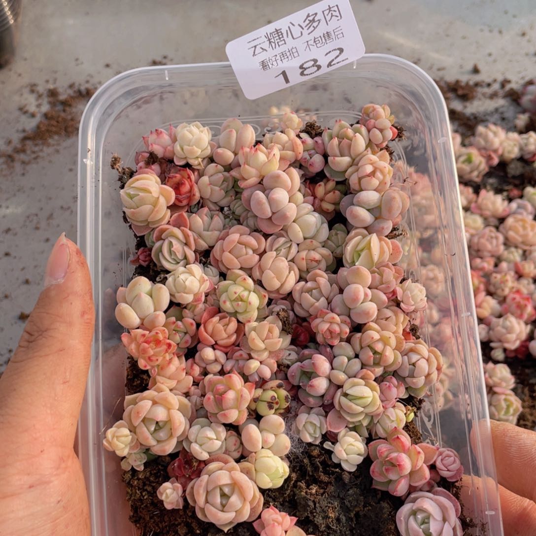 云糖心多肉植物182