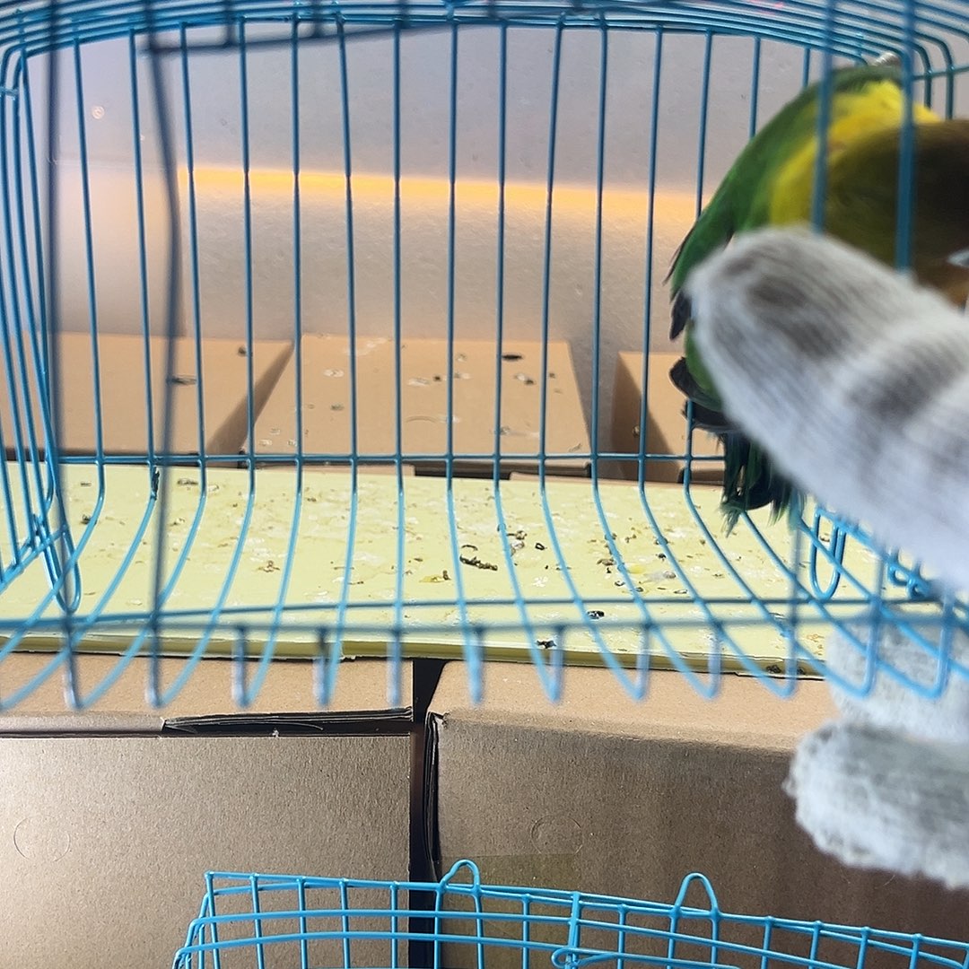 桃脸牡丹鹦鹉牡丹绿宗头