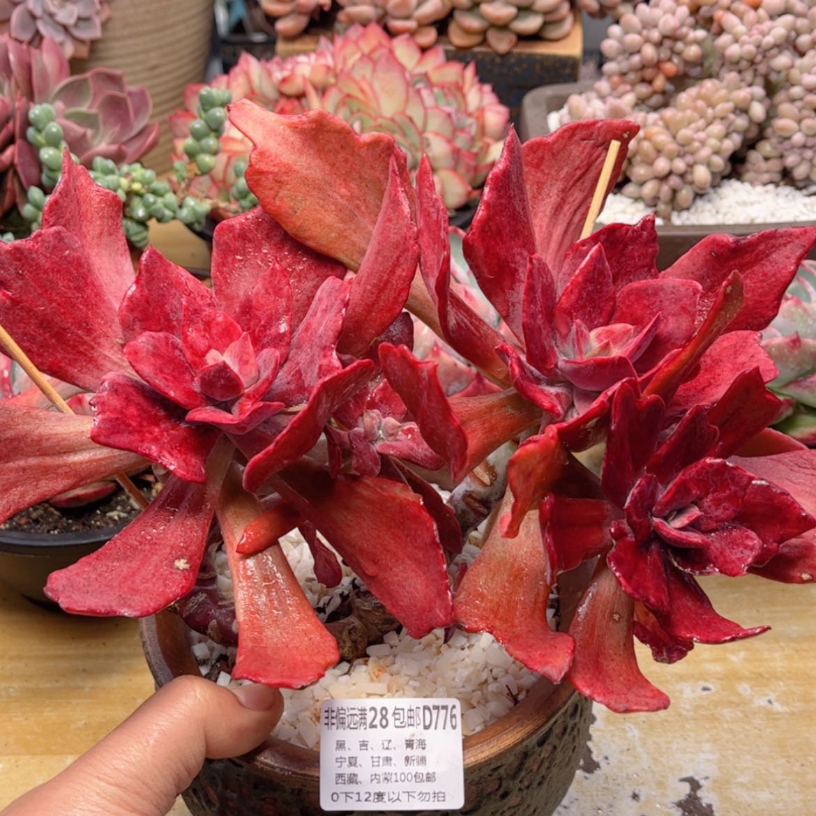 【闪购商品】776钻石锦