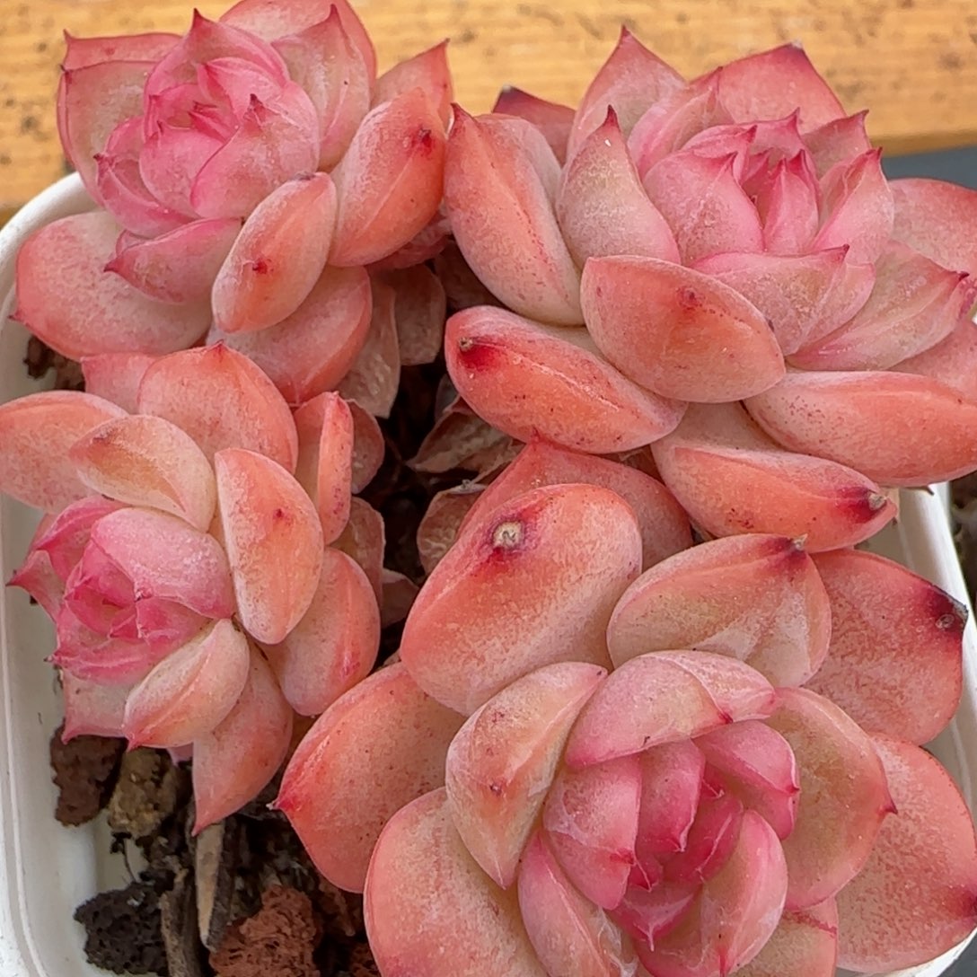 花语逸镜0204-340