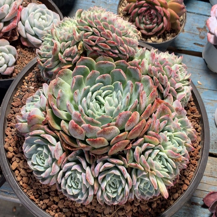 西娜杂缀，一物一拍