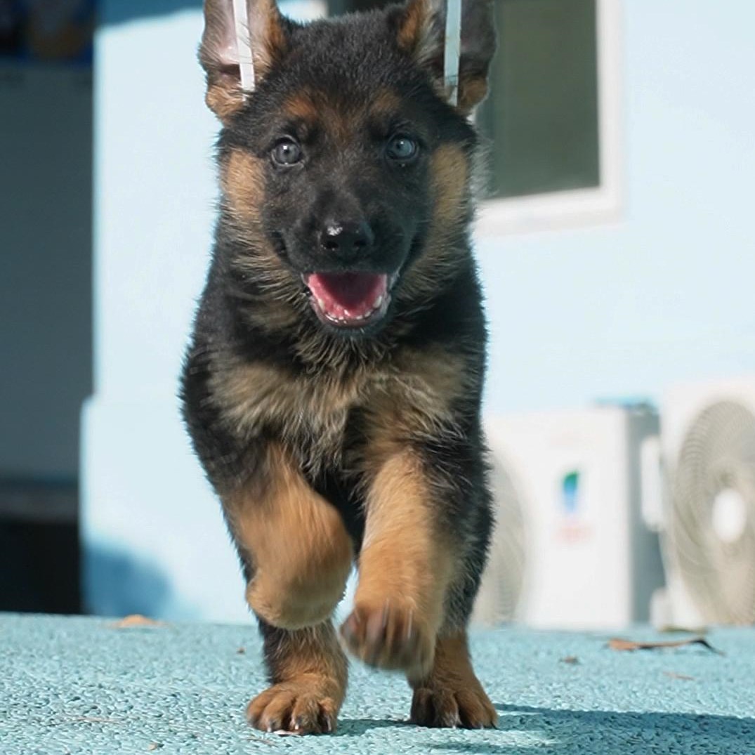 0614拍摄4号德牧狗狗幼犬弟弟①6.22②7.15③8.4