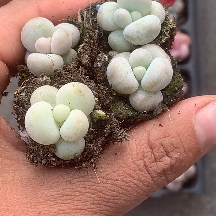 蛋黄7颗。包邮。多肉 