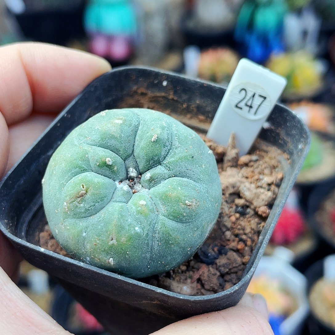 非偏远地区满25包邮仙人球