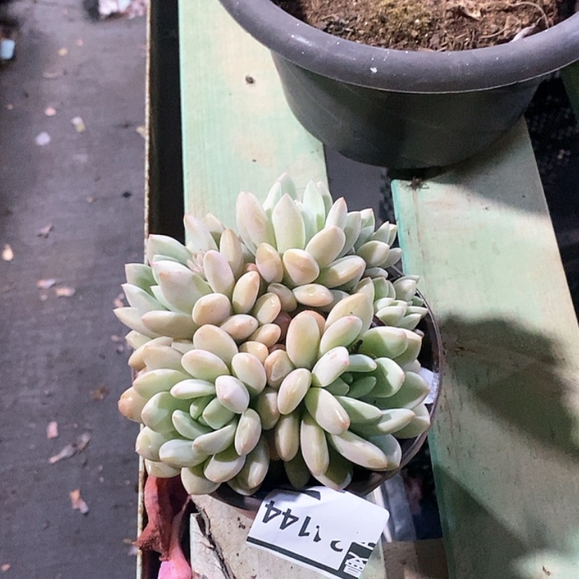 【闪购商品】拉丝雨香水24144
