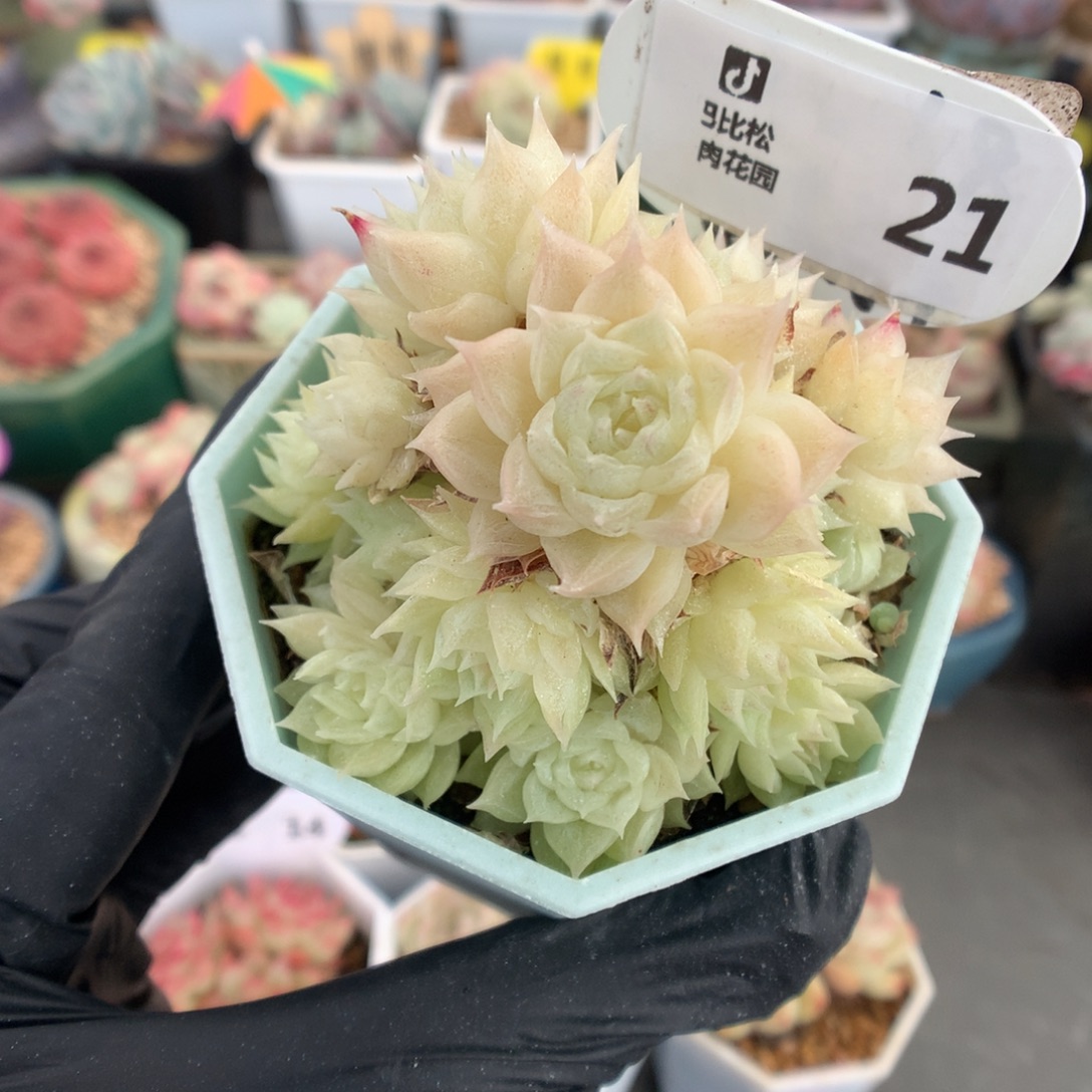 21 麦杆带盆土不包整