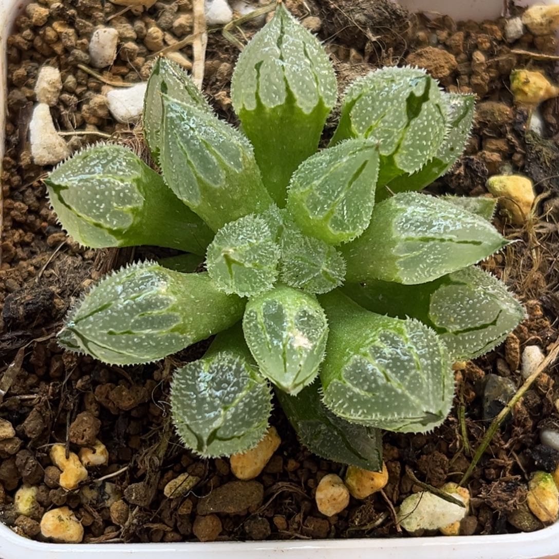 24冰魁福利专场多肉