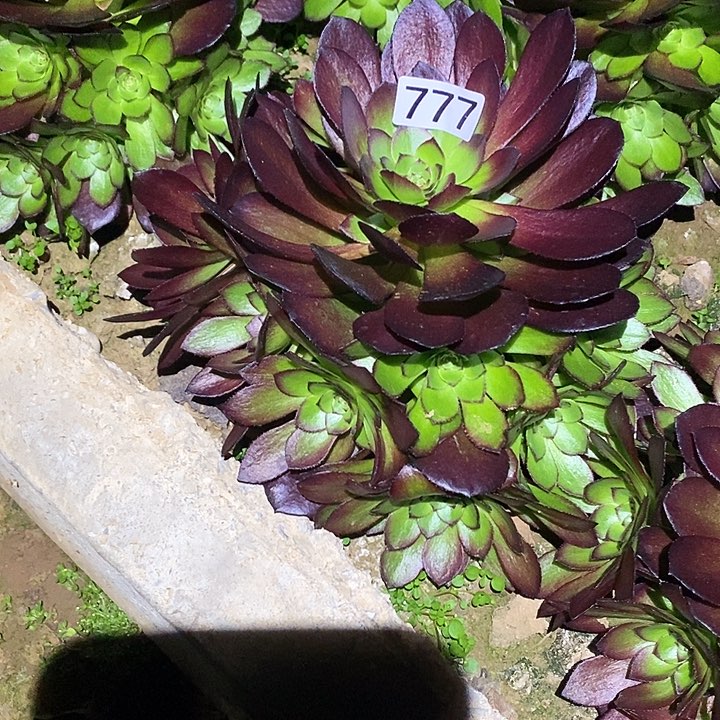 多肉植物法师777黑寡妇