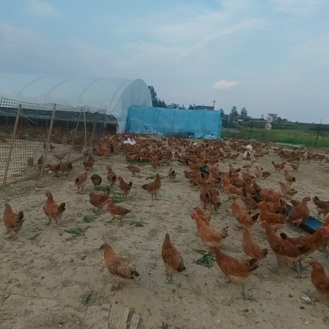 农家散养土鸡农家散养走地鸡