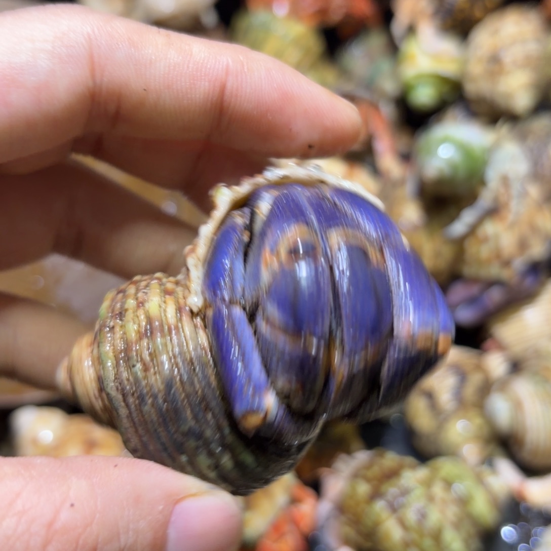 活体寄居蟹 不退不换 10