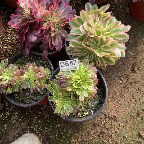 657四棵多肉植物