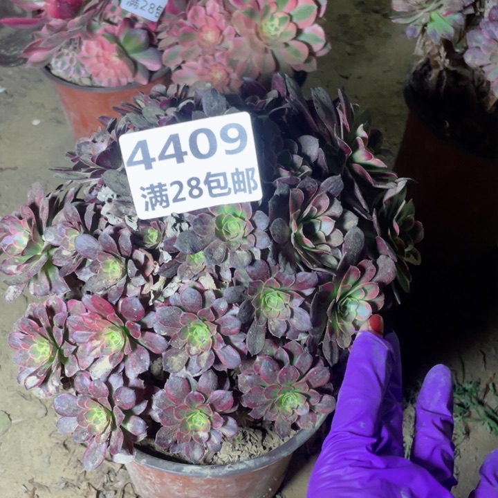 4409一号棚红玫瑰A