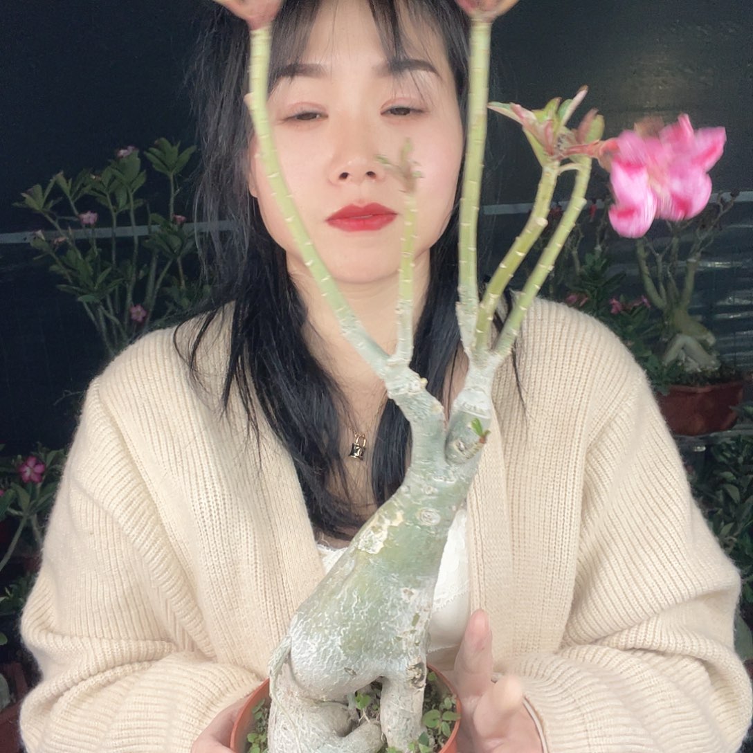 沙漠玫瑰倩影好花色8050