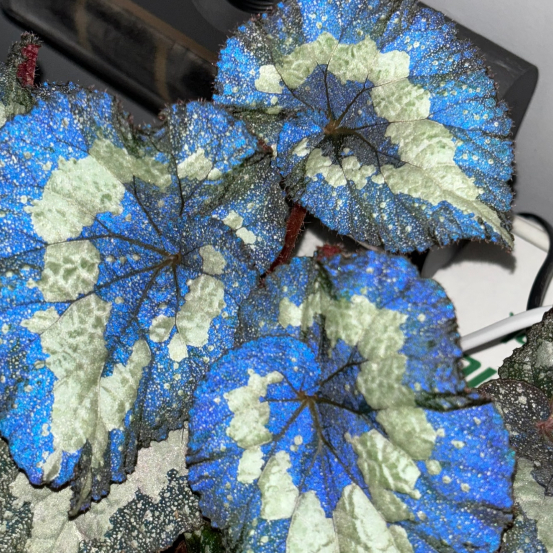 超级宇宙秋海棠室内观叶植物耐阴好养易活绿植盆栽适合书房客厅