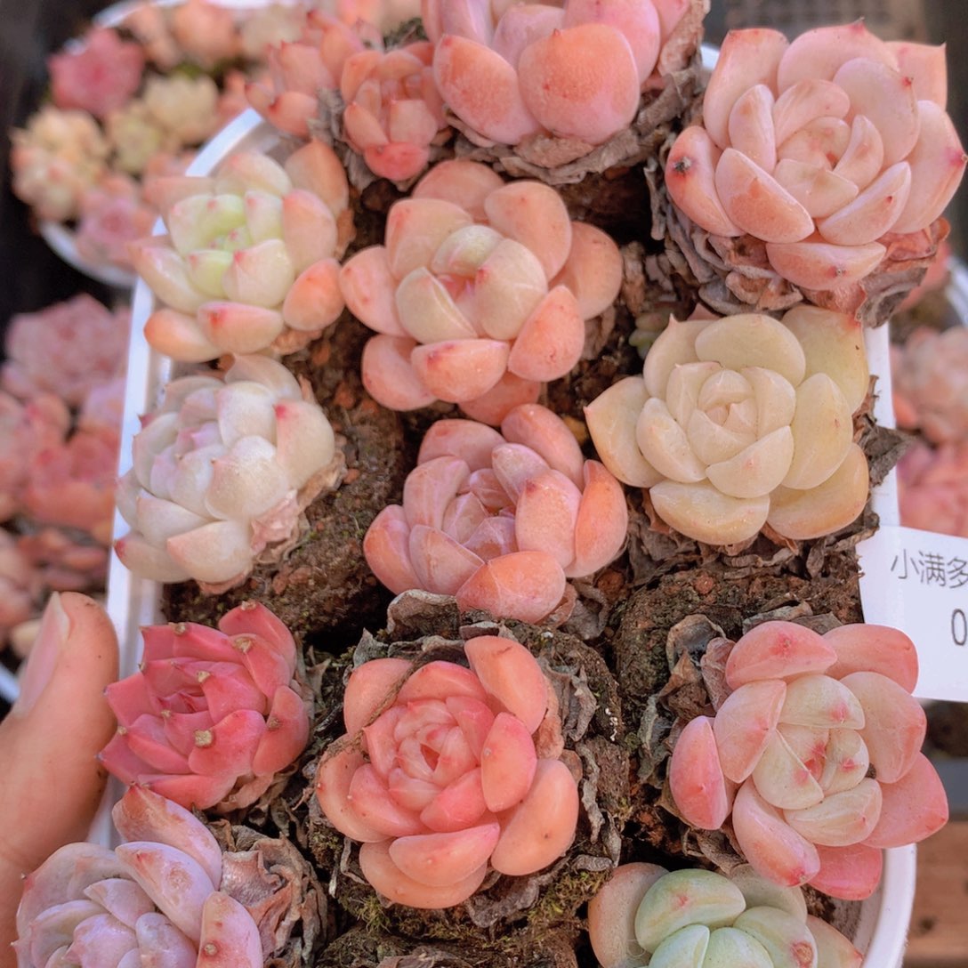 我要去买东西了啊我要去014