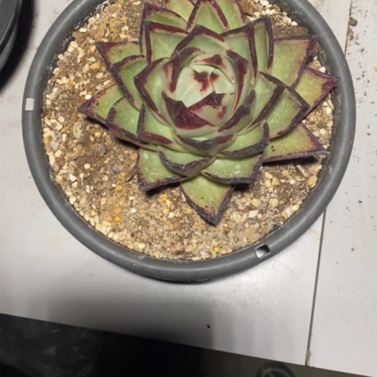 米*丫乌木桃子888888