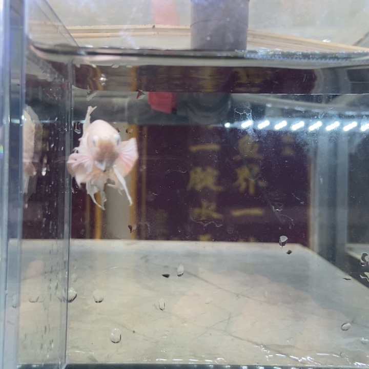 斗鱼所见即所得包活不包损280