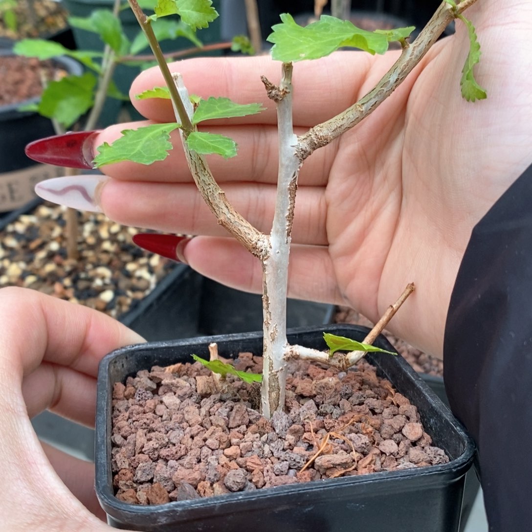 怀特没药带盆发货