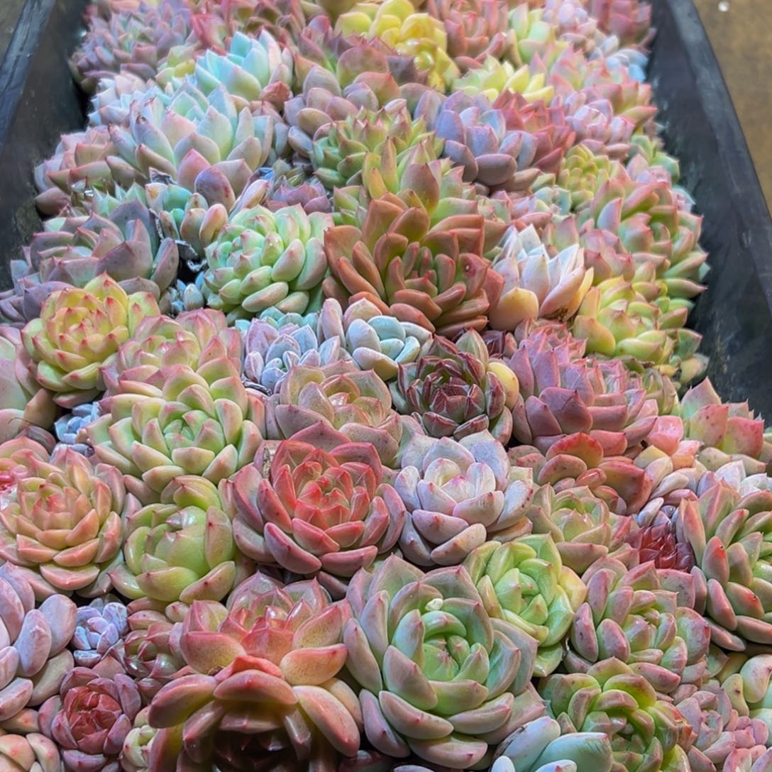 503多肉葡萄的价格是多少啊