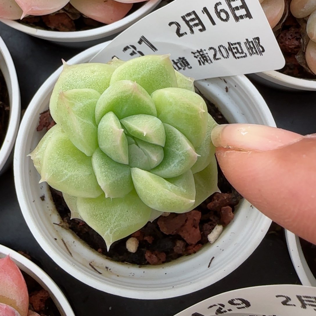 小***来花语逸境0216-131