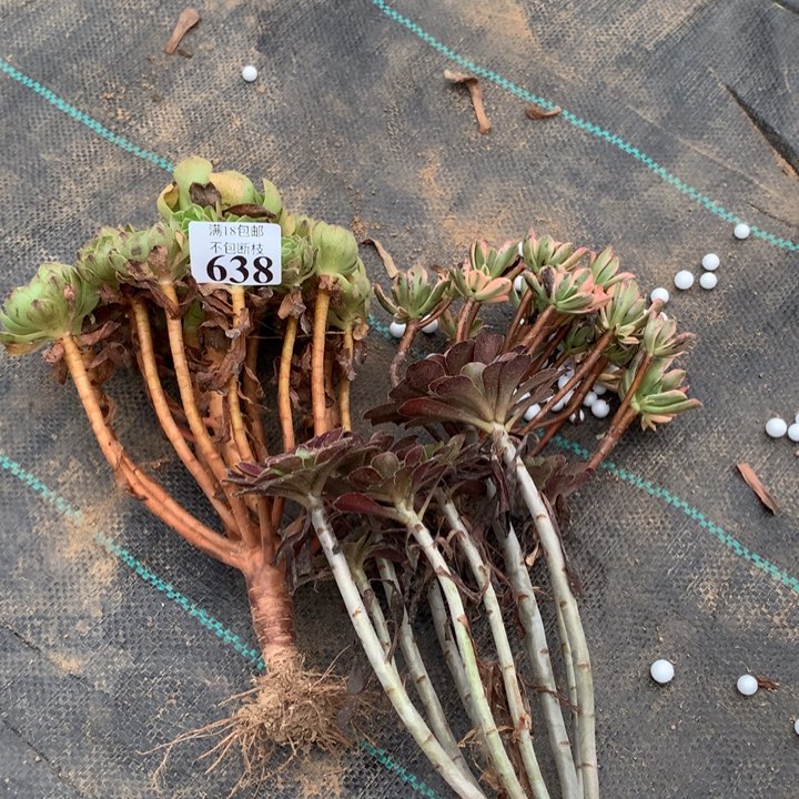 638万拉丝➕甜茶➕红酒1