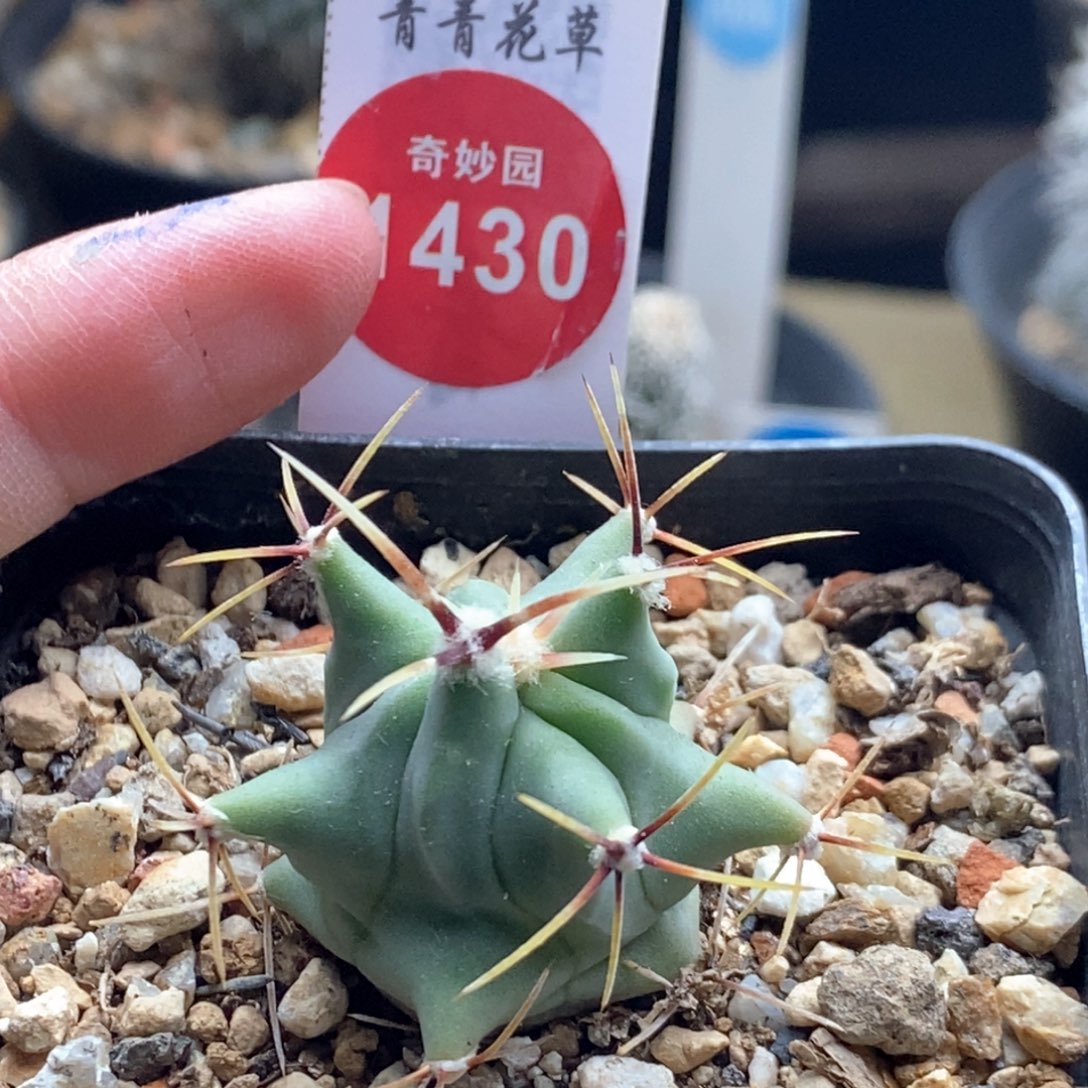 实生花刺春楼一颗仙人球