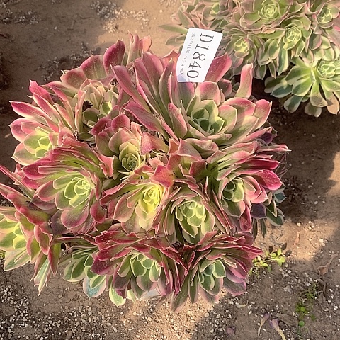 1840白凤多肉法师锦