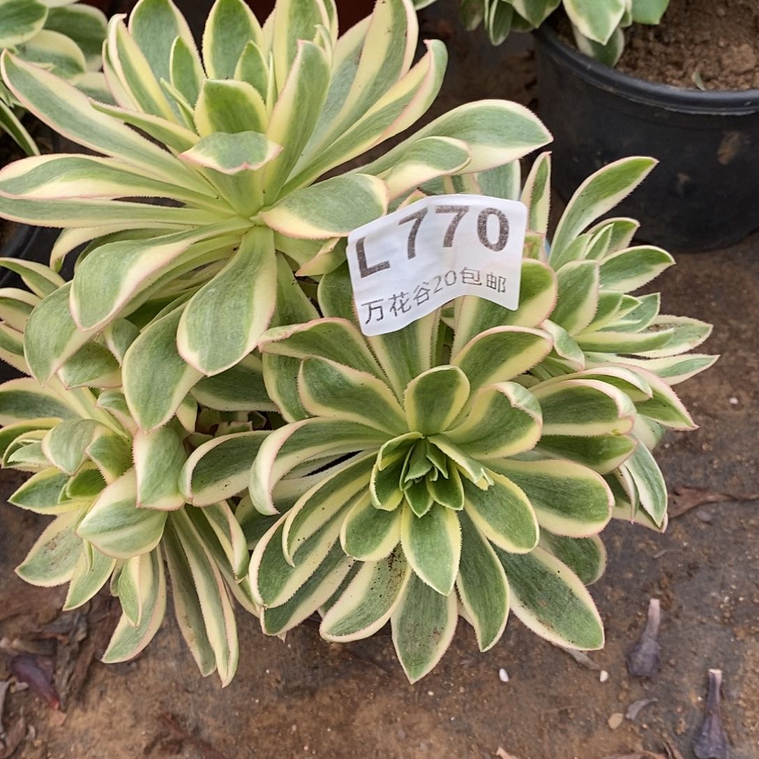 770青莲多肉植物