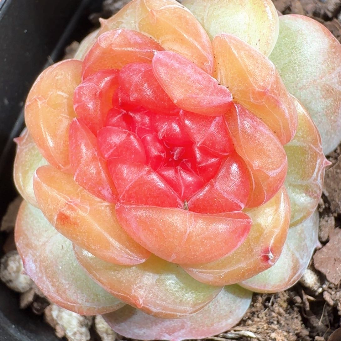 0318-26-1005缀化一颗