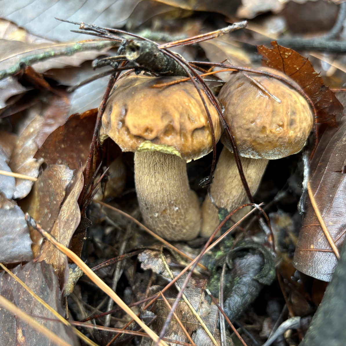 大巴山美味牛肝菌（干货）爆炒煲汤