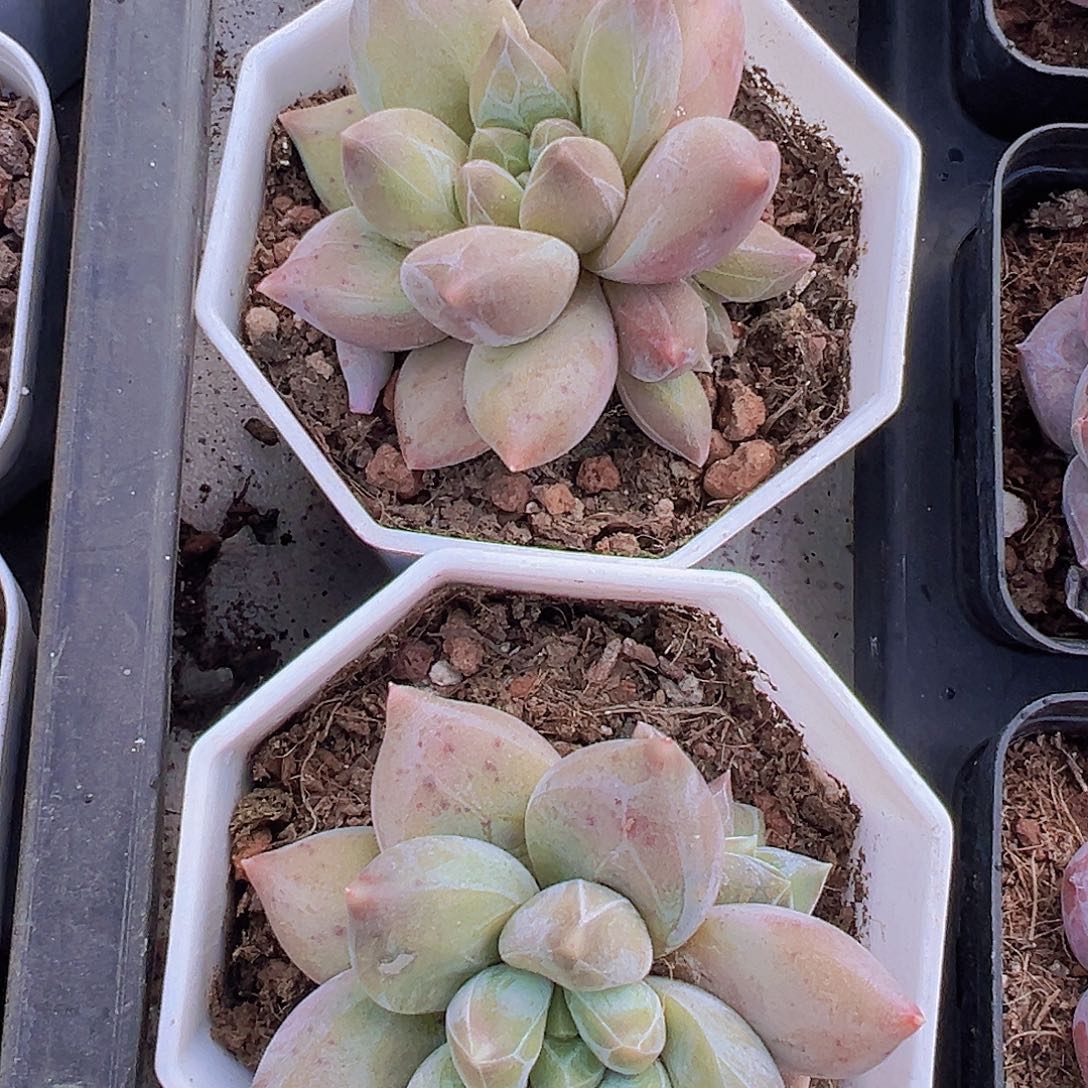 单头带崽重楼19包邮