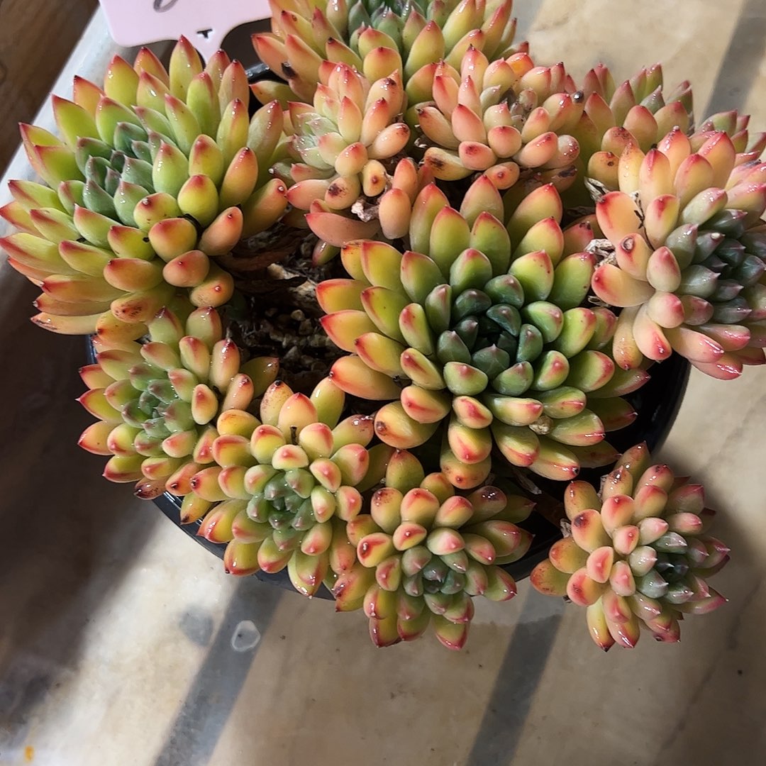 星际迷航81号多肉植物