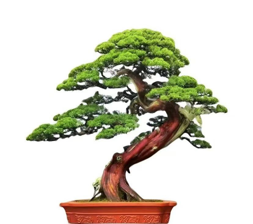 高端精品老桩罗汉松盆景四季常青米叶红芽耐寒正宗罗汉松直播间拍