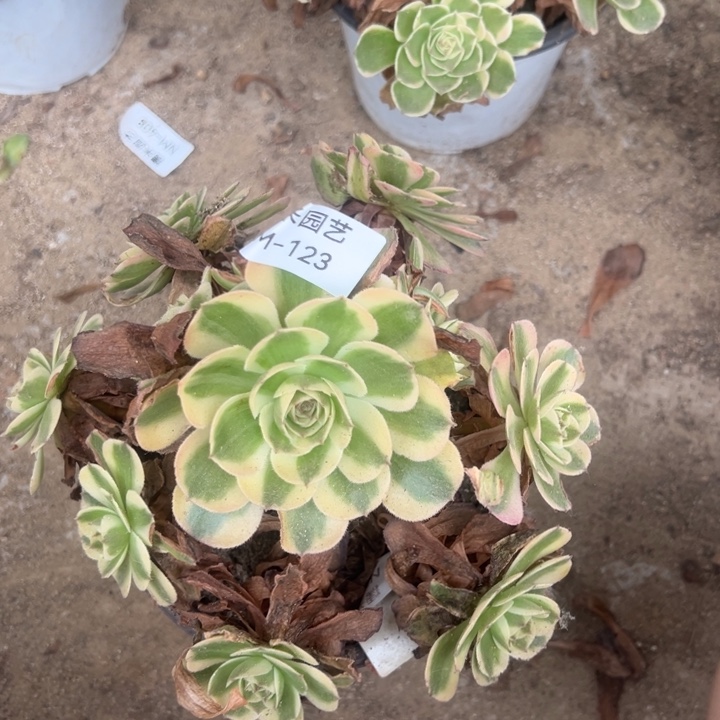 火龙果多肉植物123上