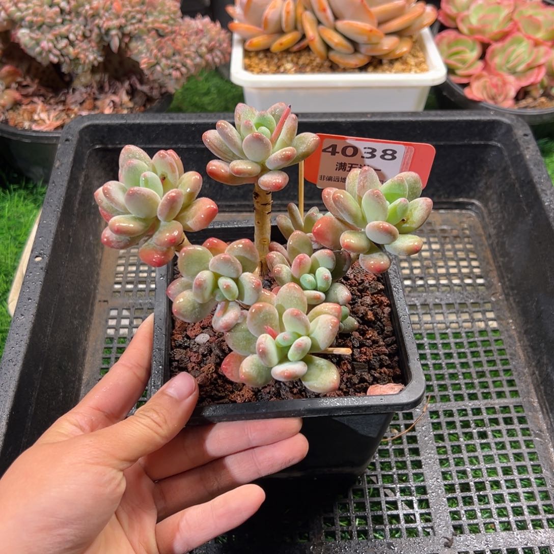 表妹精品多肉4038.