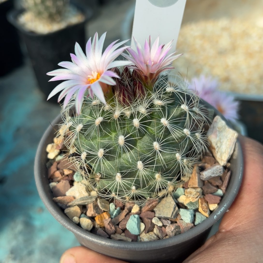 111号白琥娇丽一颗实生