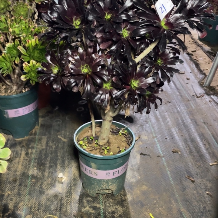 ：***）21墨法师多肉植物多肉