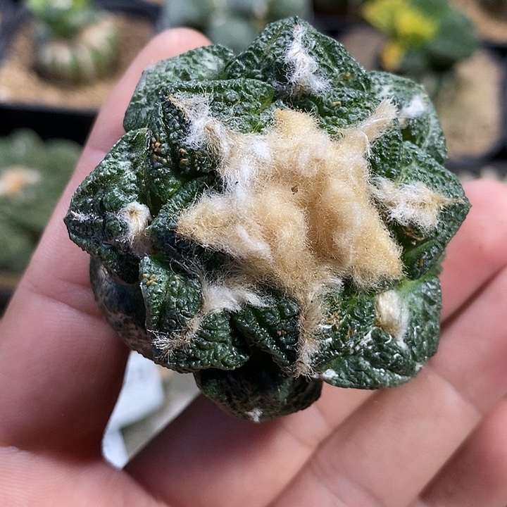 苗落龟甲牡丹。342号已出根