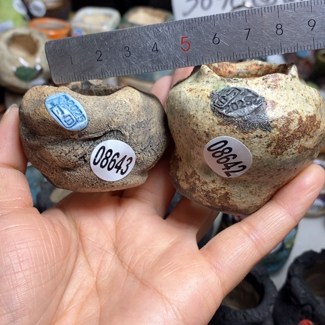 周**周花盆拍3送一个小礼物