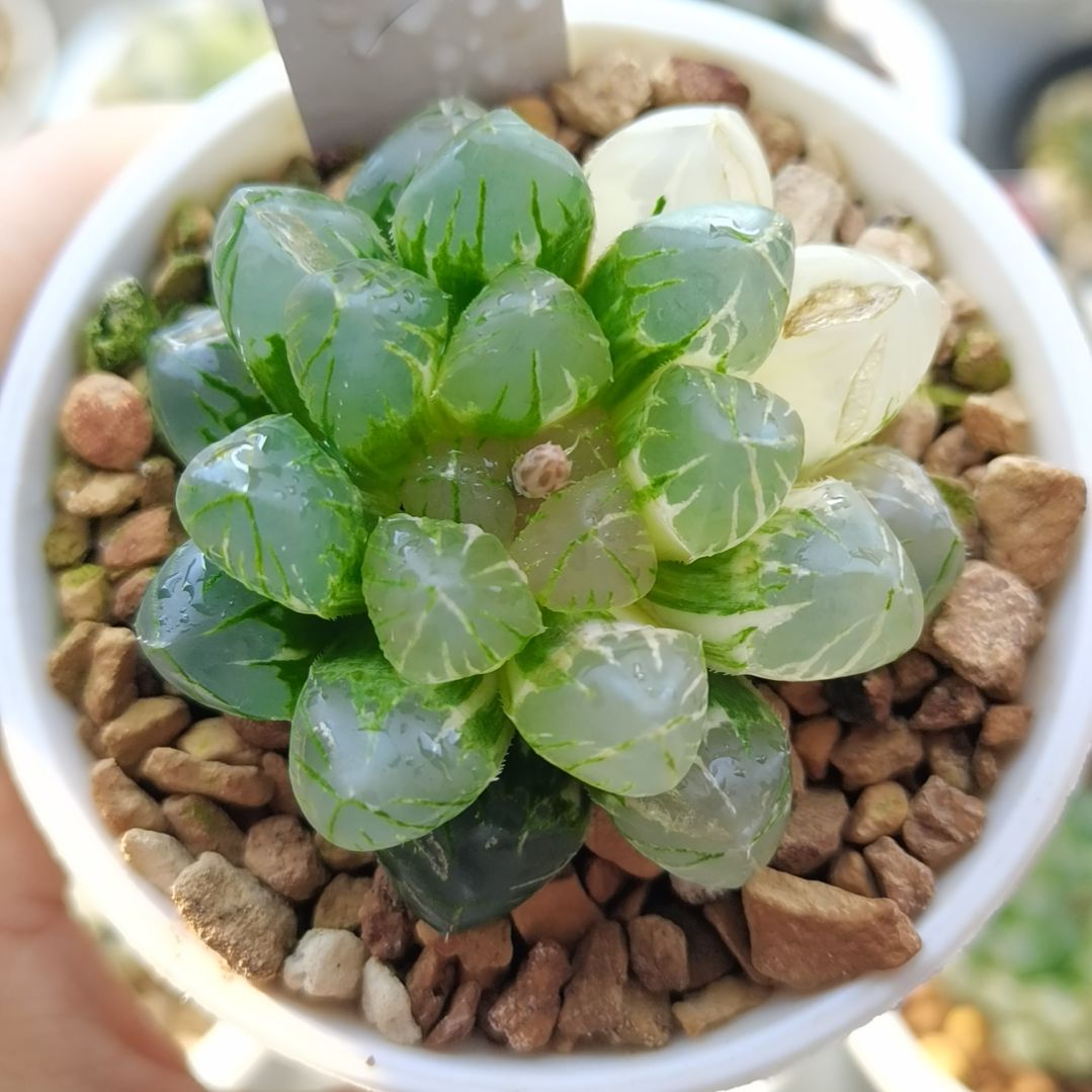 161号一物一拍带盆土发货