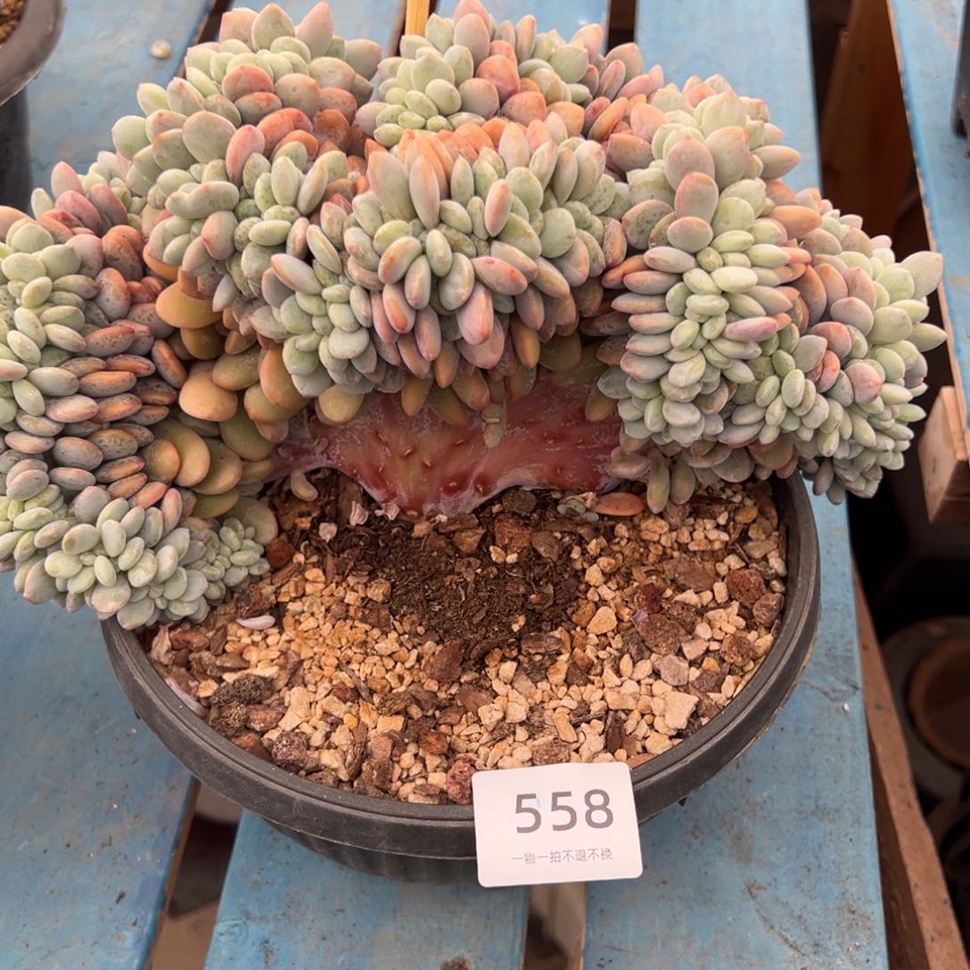 *****兔子缀化呀呀呀呀呀呀呀呀