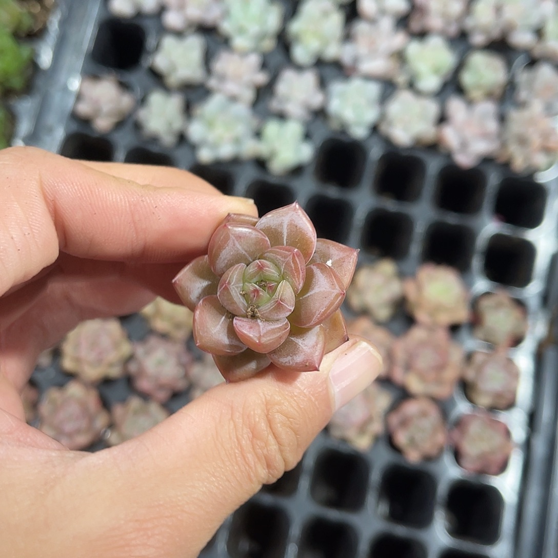 精品夜魔侠多肉植物