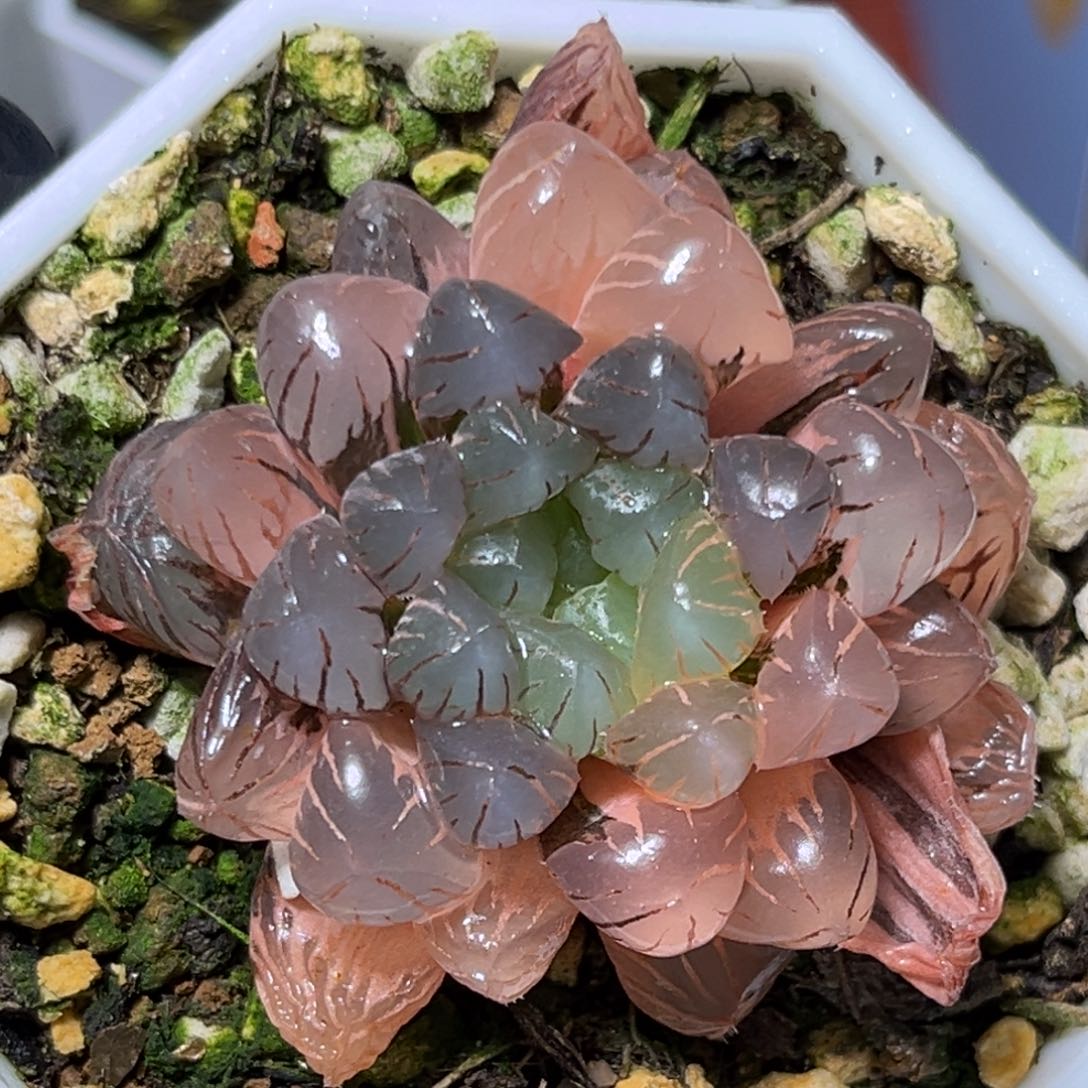 恭喜发财大吉大利805